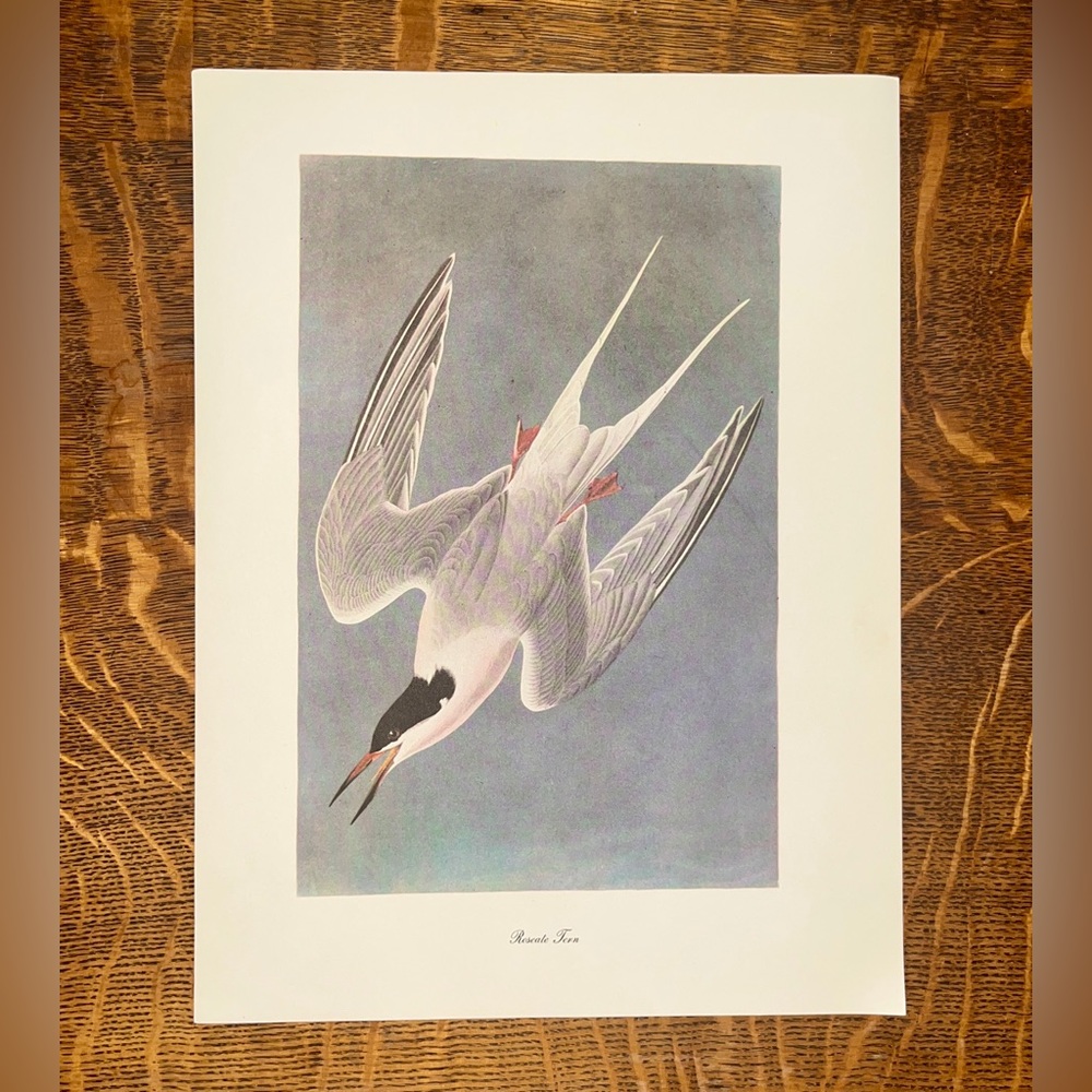 Vintage Audubon Birds of America Lithography Print, Roseate Tern
